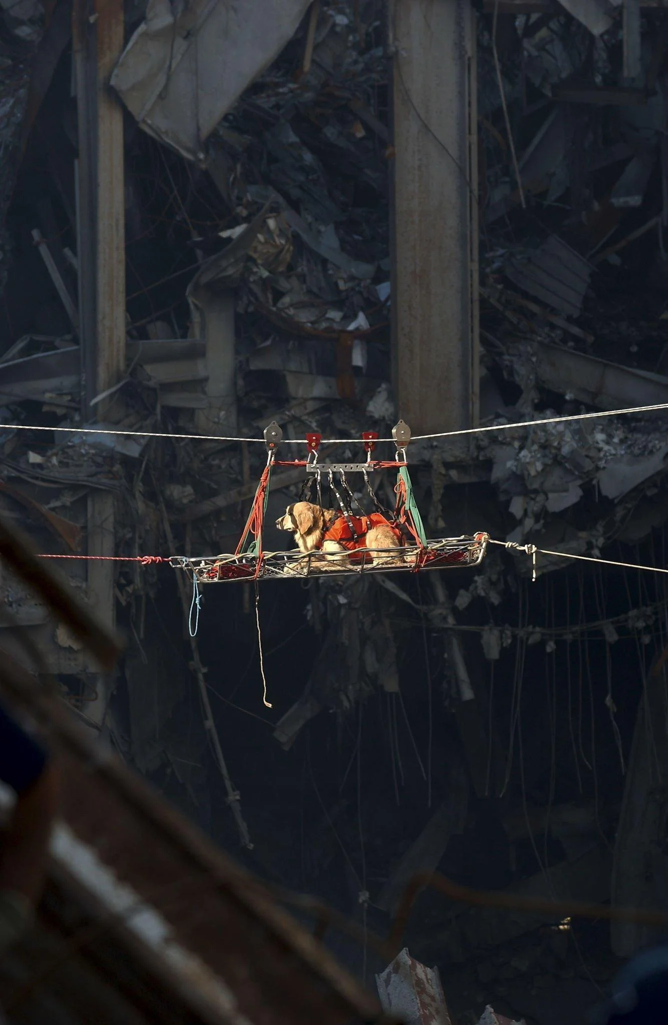 Riley the Rescue Dog at Ground Zero, September 15, 2001